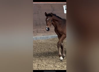 Oldenburg, Mare, 1 year, 16,1 hh, Bay-Dark