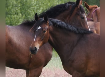 Oldenburg, Mare, 1 year, 16,1 hh, Bay-Dark