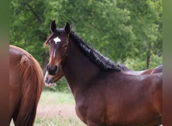 Oldenburg, Mare, 1 year, 16,1 hh, Bay-Dark
