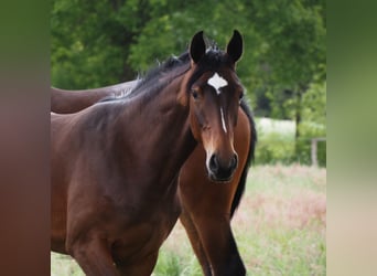 Oldenburg, Mare, 1 year, 16,1 hh, Bay-Dark