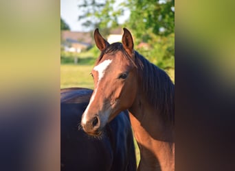 Oldenburg, Mare, 1 year, 16,1 hh, Brown