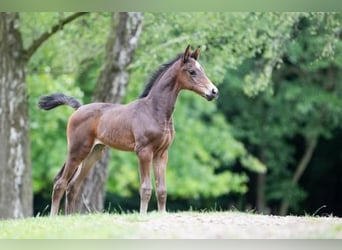 Oldenburg, Mare, 1 year, 16,1 hh, Brown