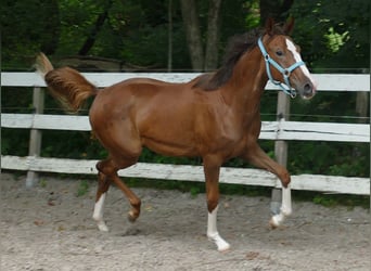 Oldenburg, Mare, 1 year, 16,1 hh, Chestnut