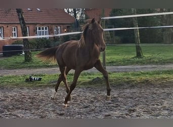 Oldenburg, Mare, 1 year, 16,1 hh, Chestnut-Red