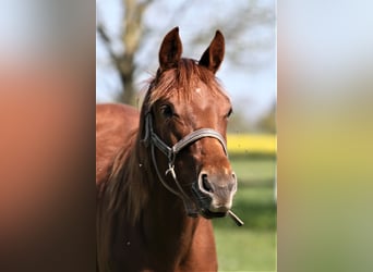 Oldenburg, Mare, 1 year, 16,1 hh, Chestnut-Red