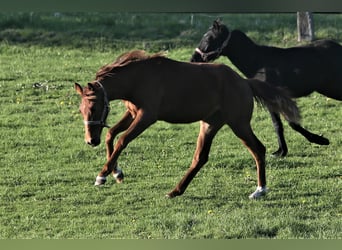 Oldenburg, Mare, 1 year, 16,1 hh, Chestnut-Red