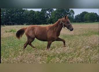 Oldenburg, Mare, 1 year, 16,1 hh, Chestnut-Red