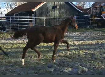 Oldenburg, Mare, 1 year, 16,1 hh, Chestnut-Red