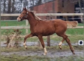 Oldenburg, Mare, 1 year, 16,1 hh
