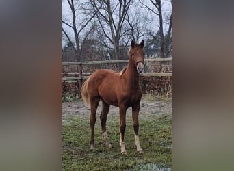 Oldenburg, Mare, 1 year, 16,1 hh
