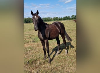 Oldenburg, Mare, 1 year, 16,2 hh, Black
