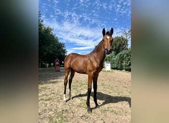 Oldenburg, Mare, 1 year, 16,2 hh, Brown