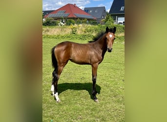 Oldenburg, Mare, 1 year, 16,2 hh, Brown