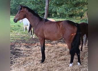 Oldenburg, Mare, 1 year, 16,2 hh, Brown