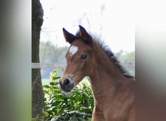 Oldenburg, Mare, 1 year, 16,2 hh, Brown