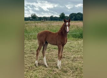 Oldenburg, Mare, 1 year, 16,2 hh