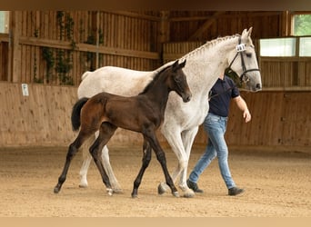 Oldenburg, Mare, 1 year, 16,3 hh, Grey