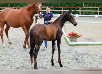 Oldenburg, Mare, 1 year, 17 hh, Bay-Dark