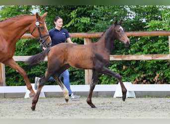 Oldenburg, Mare, 1 year, 17 hh, Bay-Dark