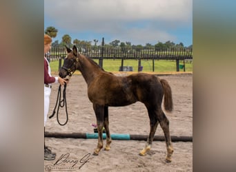 Oldenburg, Mare, 1 year, 17 hh, Bay-Dark