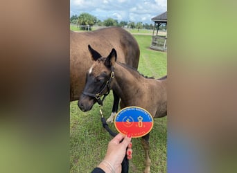 Oldenburg, Mare, 1 year, 17 hh, Bay-Dark