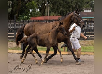 Oldenburg, Mare, 1 year, 17 hh, Bay-Dark