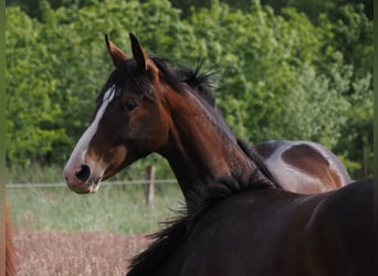 Oldenburg, Mare, 1 year, 17 hh, Bay-Dark