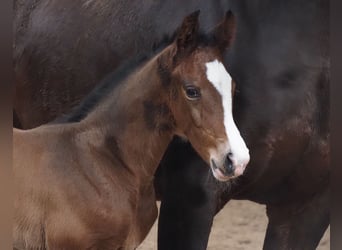 Oldenburg, Mare, 1 year, 17 hh, Bay-Dark