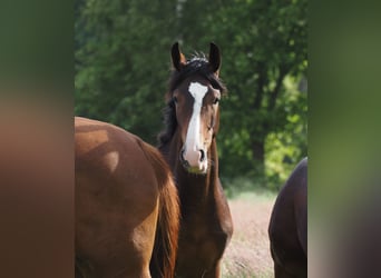 Oldenburg, Mare, 1 year, 17 hh, Bay-Dark