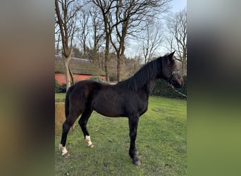 Oldenburg Mix, Mare, 1 year, 17 hh, Bay-Dark