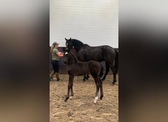 Oldenburg, Mare, 1 year, 17 hh, Black