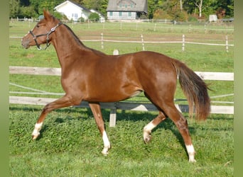 Oldenburg, Mare, 1 year, 17 hh, Chestnut