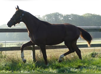 Oldenburg, Mare, 1 year, 17 hh, Chestnut