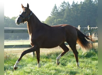 Oldenburg, Mare, 1 year, 17 hh, Chestnut