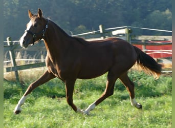 Oldenburg, Mare, 1 year, 17 hh, Chestnut