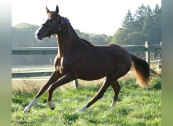 Oldenburg, Mare, 1 year, 17 hh, Chestnut