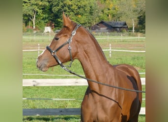 Oldenburg, Mare, 1 year, 17 hh, Chestnut