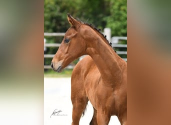 Oldenburg, Mare, 1 year, Bay-Dark