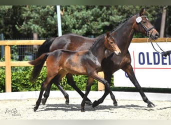 Oldenburg, Mare, 1 year, Bay-Dark