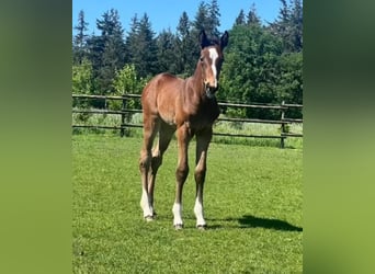 Oldenburg, Mare, 1 year, Bay-Dark