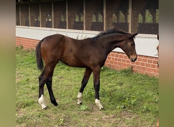 Oldenburg, Mare, 1 year, Bay-Dark