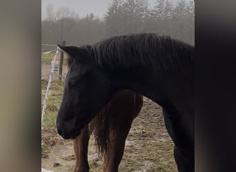 Oldenburg, Mare, 1 year, Black