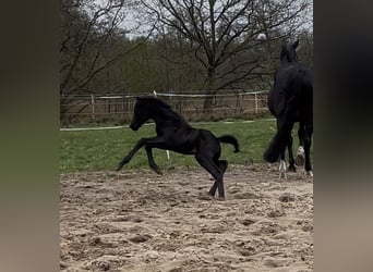 Oldenburg, Mare, 1 year, Black
