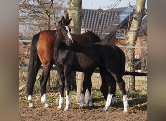Oldenburg, Mare, 1 year, Black