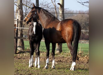 Oldenburg, Mare, 1 year, Black