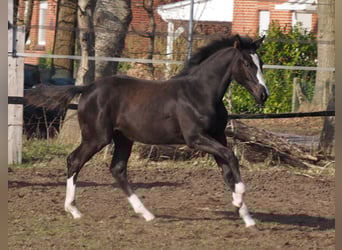 Oldenburg, Mare, 1 year, Black