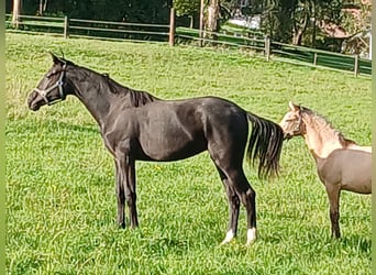 Oldenburg, Mare, 1 year, Black