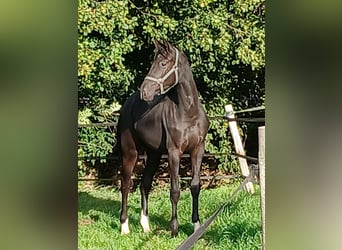 Oldenburg, Mare, 1 year, Black