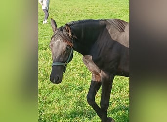 Oldenburg, Mare, 1 year, Black