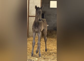 Oldenburg, Mare, 1 year, Black
